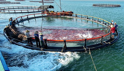 32項(xiàng)全省第一 畜牧漁業(yè)飼料產(chǎn)業(yè)實(shí)現(xiàn)跨越式發(fā)展