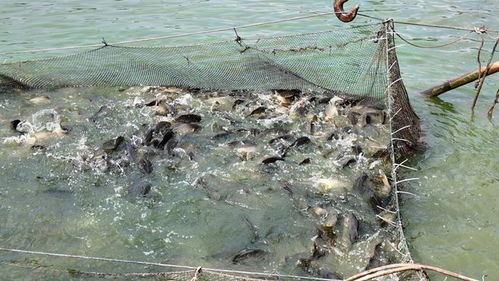 專訪通威農(nóng)發(fā)華西二區(qū)總經(jīng)理彭金鋼 熱水魚早上市搶高價(jià)，“搏夏行動(dòng)”強(qiáng)助攻何在