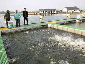 魚躍“跑道”煥新生 水鄉興起循環養殖，傳統漁業駛入升級快車道